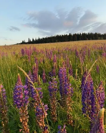 Gospodarstwo agroturystyczne Gniewoszów 11